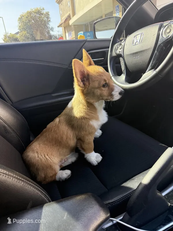 Arlo – Pembroke Welsh Corgi puppy for sale in Oakley, CA