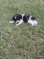 Paisley, a female Cocker Spaniel for sale in Culloden, GA – 2 of 2