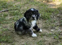 Blk merle male, a male Cocker Spaniel for sale in Culloden, GA – Photo 3 of 3