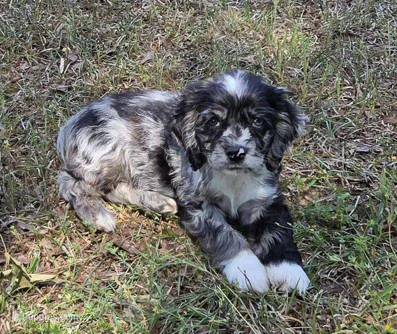 Blk merle male – Cocker Spaniel puppy for sale in Culloden, GA