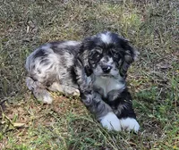 Blk merle male, a male Cocker Spaniel for sale in Culloden, GA – Photo 1 of 3
