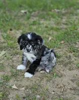 Blk merle male, a male Cocker Spaniel for sale in Culloden, GA – Photo 2 of 3