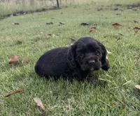 Mocha latte, a female Cocker Spaniel for sale in Culloden, GA – 2 of 3