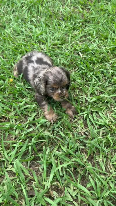 Twixie, a female Cocker Spaniel for sale in Culloden, GA – 3 of 3