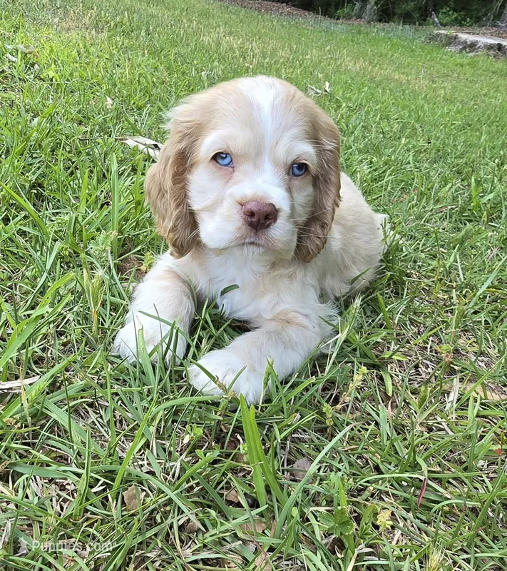 Buff merle – Cocker Spaniel puppy for sale in Culloden, GA
