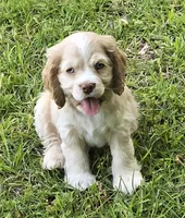 Buff merle, a male Cocker Spaniel for sale in Culloden, GA – Photo 2 of 2
