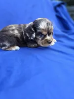 Merlin, a male Cocker Spaniel for sale in Culloden, GA – 2 of 2