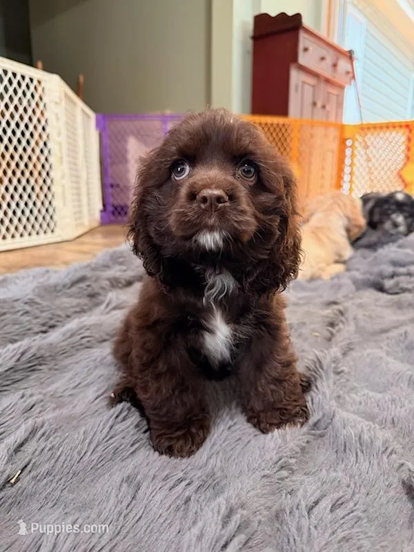 Swiss miss chocolate  – Cocker Spaniel puppy for sale in Culloden, GA