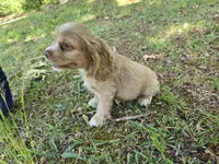 Buff male, a male Cocker Spaniel for sale in Culloden, GA – Photo 2 of 3