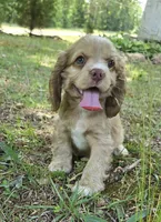 Buff male, a male Cocker Spaniel for sale in Culloden, GA – Photo 1 of 3