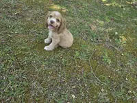 Buff male, a male Cocker Spaniel for sale in Culloden, GA – Photo 3 of 3