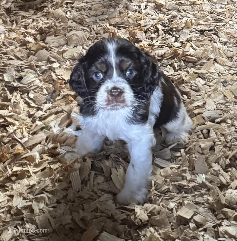 Paisley – Cocker Spaniel puppy for sale in Culloden, GA