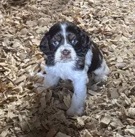 Paisley, a female Cocker Spaniel for sale in Culloden, GA – 1 of 2
