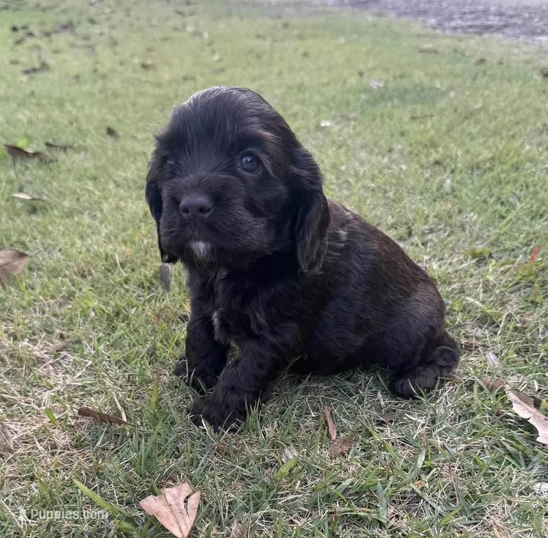 Mocha latte – Cocker Spaniel puppy for sale in Culloden, GA
