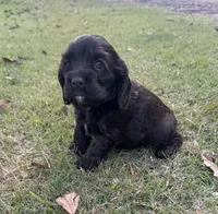 Mocha latte, a female Cocker Spaniel for sale in Culloden, GA – 1 of 3