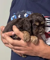 Reesey cup, a female Cocker Spaniel for sale in Culloden, GA – 2 of 2