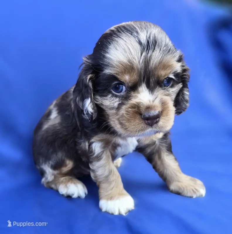 Merlin – Cocker Spaniel puppy for sale in Culloden, GA