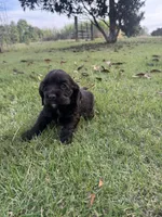 Mocha latte, a female Cocker Spaniel for sale in Culloden, GA – 3 of 3
