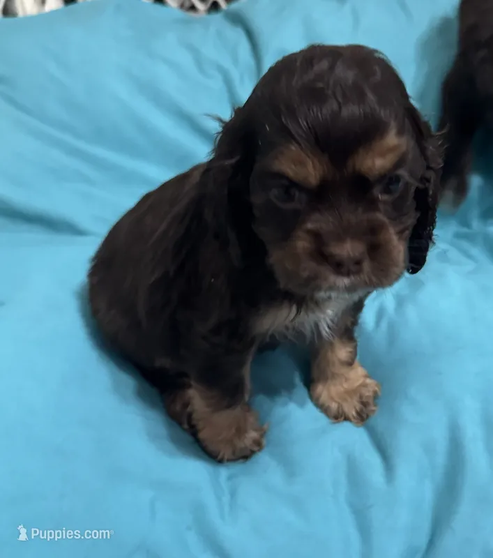 Reesey cup – Cocker Spaniel puppy on hold in Culloden, GA