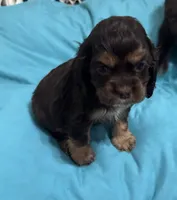 Reesey cup, a female Cocker Spaniel for sale in Culloden, GA – 1 of 2