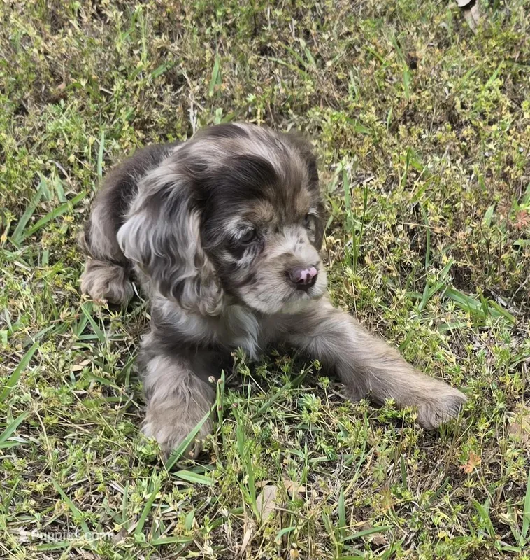 Red merle  – Cocker Spaniel puppy for sale in Culloden, GA