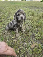 Red merle , a female Cocker Spaniel for sale in Culloden, GA – Photo 2 of 2