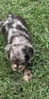 Twixie, a female Cocker Spaniel for sale in Culloden, GA – 2 of 3
