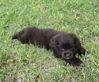 Swiss miss chocolate , a female Cocker Spaniel for sale in Culloden, GA – Photo 2 of 2