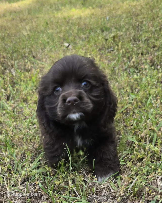 Swiss miss chocolate  – Cocker Spaniel puppy for sale in Culloden, GA