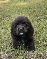 Swiss miss chocolate , a female Cocker Spaniel for sale in Culloden, GA – Photo 1 of 2