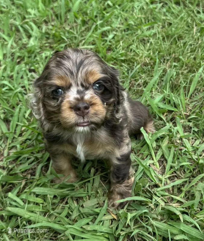 Twixie – Cocker Spaniel puppy for sale in Culloden, GA