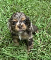 Twixie, a female Cocker Spaniel for sale in Culloden, GA – 1 of 3