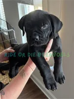Light Blue, a male Boerboel for sale in Loganville, GA – 2 of 3