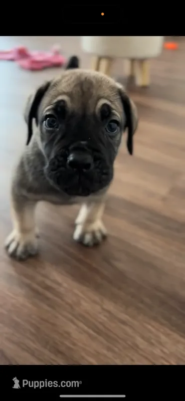 Red – Boerboel puppy for sale in Loganville, GA