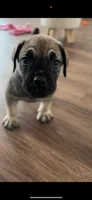 Red, a male Boerboel for sale in Loganville, GA – 1 of 1