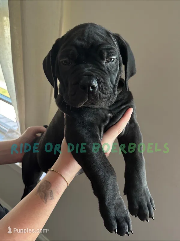 Green – Boerboel puppy for sale in Loganville, GA