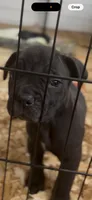 Blue, a male Boerboel for sale in Loganville, GA – 2 of 3