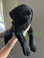 Green, a male Boerboel for sale in Loganville, GA – 2 of 2