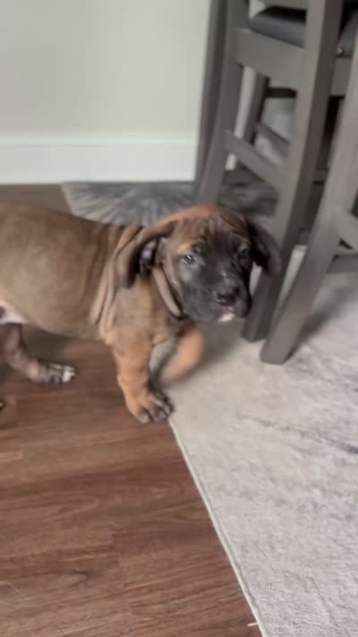 Orange, a male Boerboel for sale in Loganville, GA – 3 of 3
