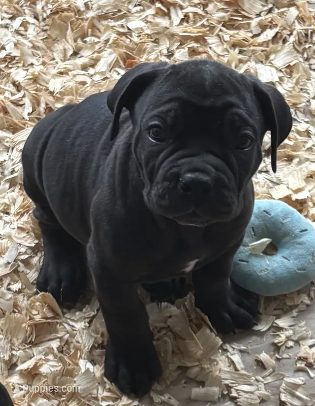 Blue – Boerboel puppy for sale in Loganville, GA