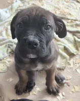 Orange, a male Boerboel for sale in Loganville, GA – 2 of 3