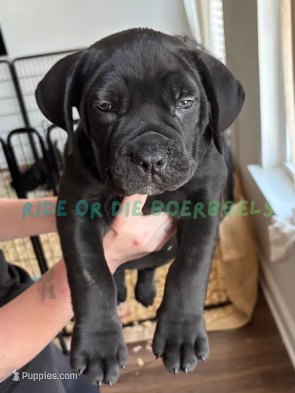 Light Blue – Boerboel puppy for sale in Loganville, GA
