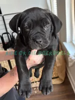 Light Blue, a male Boerboel for sale in Loganville, GA – 1 of 3