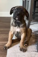Orange, a male Boerboel for sale in Loganville, GA – 1 of 3