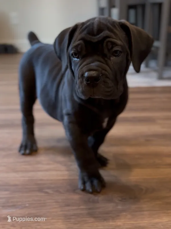 Blue – Boerboel puppy for sale in Loganville, GA