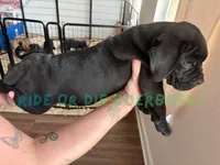 Light Blue, a male Boerboel for sale in Loganville, GA – 3 of 3
