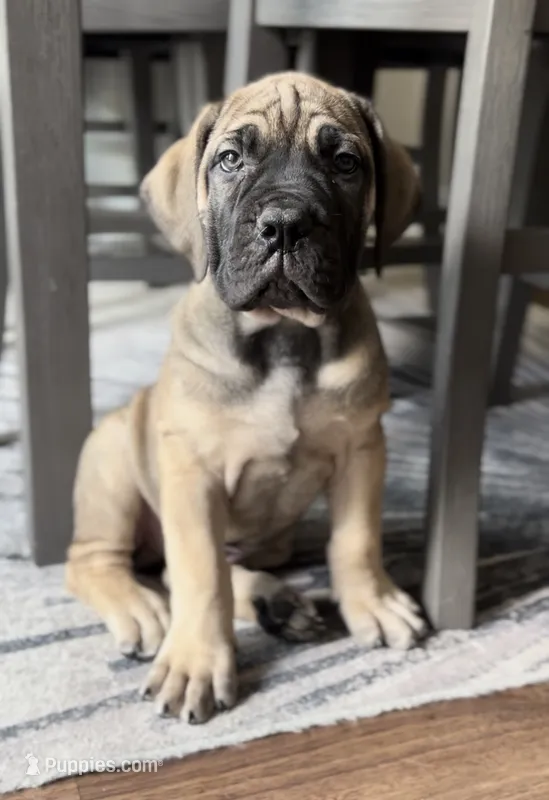 Red – Boerboel puppy for sale in Loganville, GA
