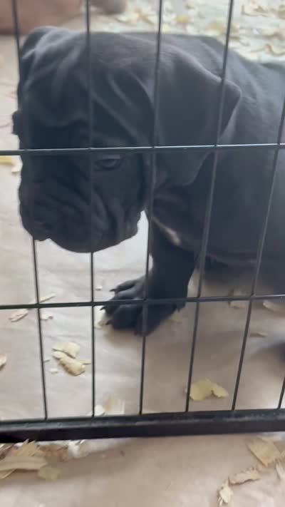 Blue, a male Boerboel for sale in Loganville, GA – 3 of 3