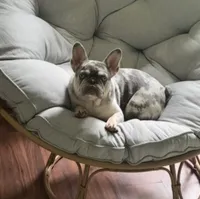 Charleigh , a female French Bulldog for sale in Charlotte, NC – 3 of 6
