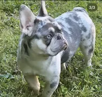 Charleigh , a female French Bulldog for sale in Charlotte, NC – 2 of 6